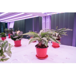 LED spectrum design for greenhouse plant growth